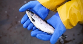 Ar Europa liks be žuvies ir jos produktų?