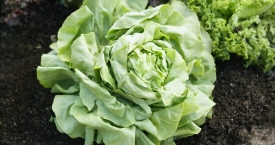 Žalios daržovės - ir vaistai, ir profilaktikos priemonė nuo krūties vėžio