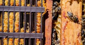 Pagalba nuo peršalimo – iš bičių