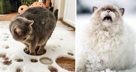 Katės, kurios bijo ir nekenčia sniego (foto)