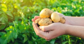 Lietuvių numylėtosios bulvės: faktai, kurių nežinojote